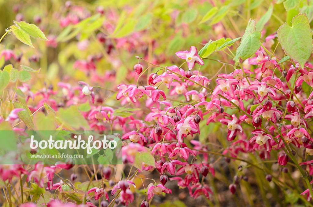 531072 - Fleur des elfes (Epimedium x rubrum)
