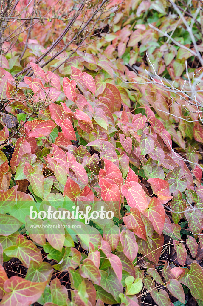 535402 - Fleur des elfes (Epimedium x rubrum)