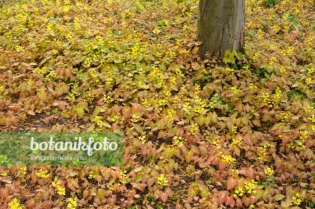 471203 - Fleur des elfes (Epimedium x versicolor)