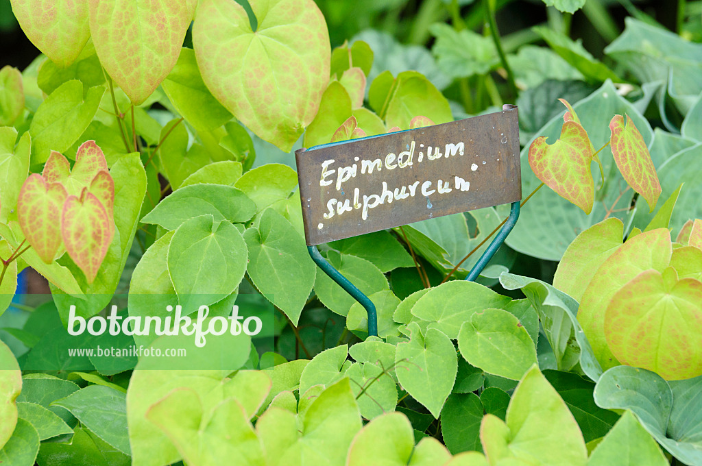 473106 - Fleur des elfes (Epimedium x versicolor 'Sulphureum') avec une étiquette à planter