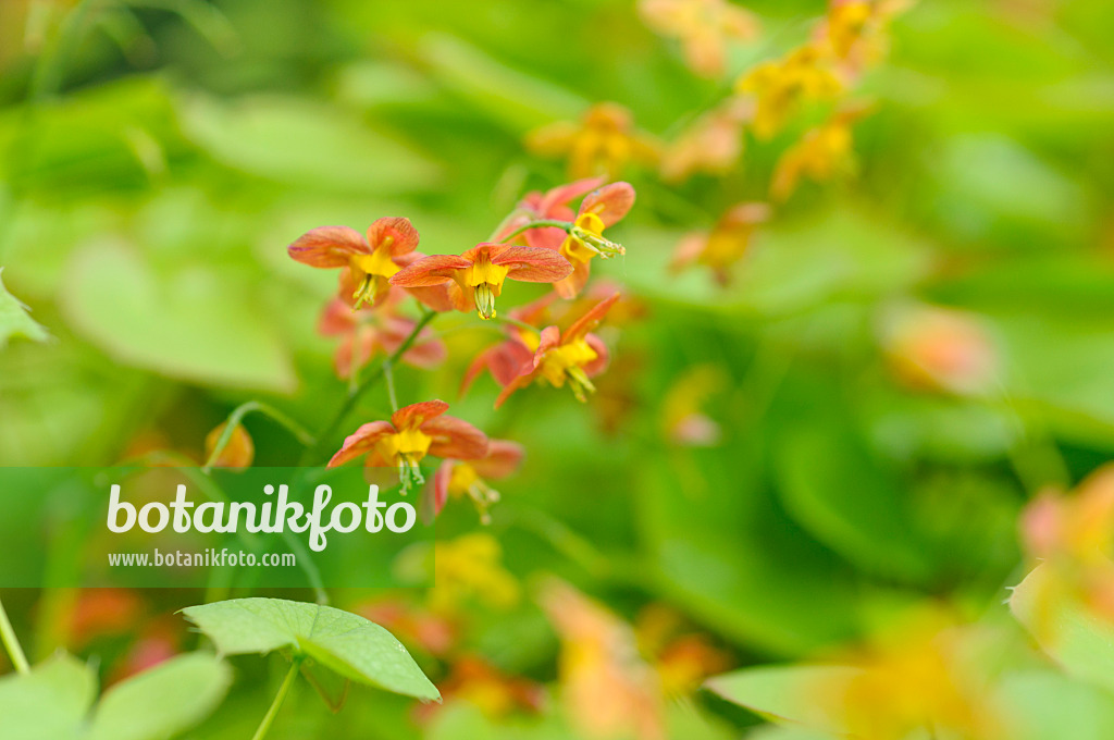 484022 - Fleur des elfes (Epimedium x warleyense)