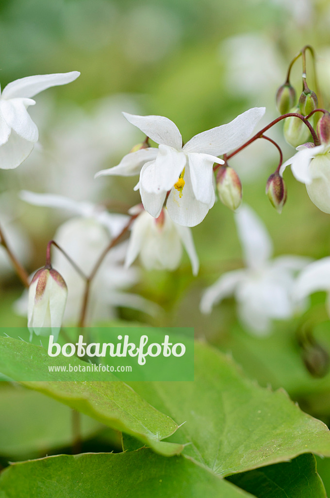 484015 - Fleur des elfes (Epimedium x youngianum 'Niveum')