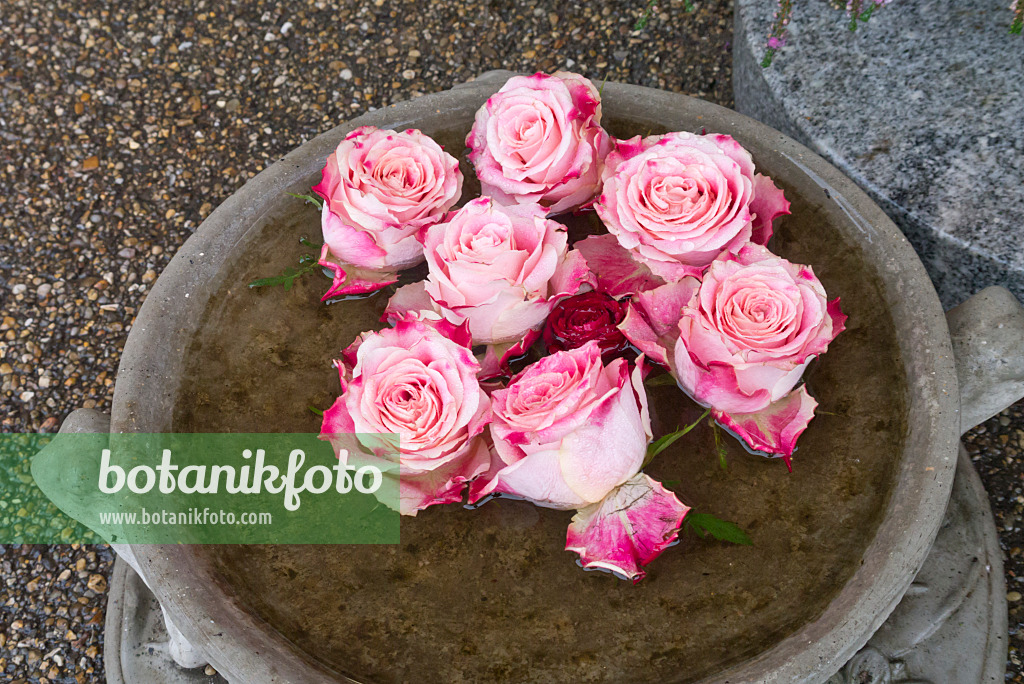 562016 - Fleurs de rosier dans un bol d'eau