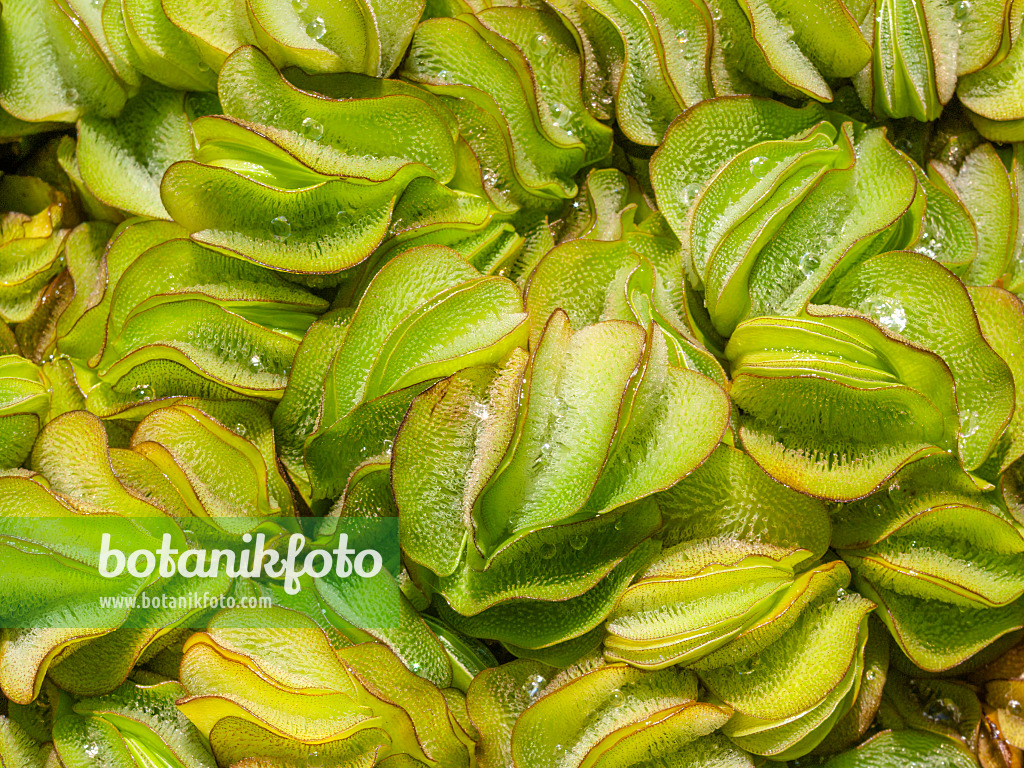 416038 - Floating fern (Salvinia natans)