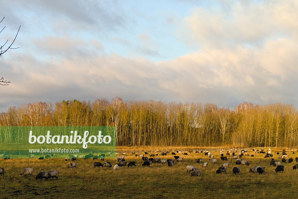 670025 - Flock of sheep, Brandenburg, Germany