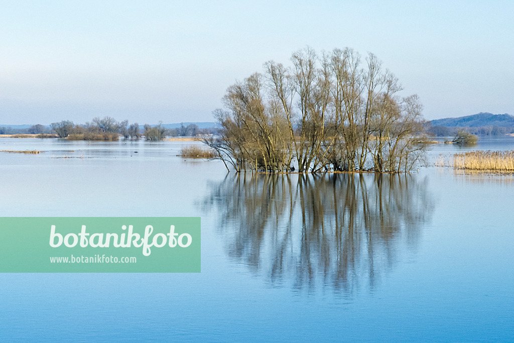 387028 - Flooded polder meadows, Lower Oder Valley National Park, Germany