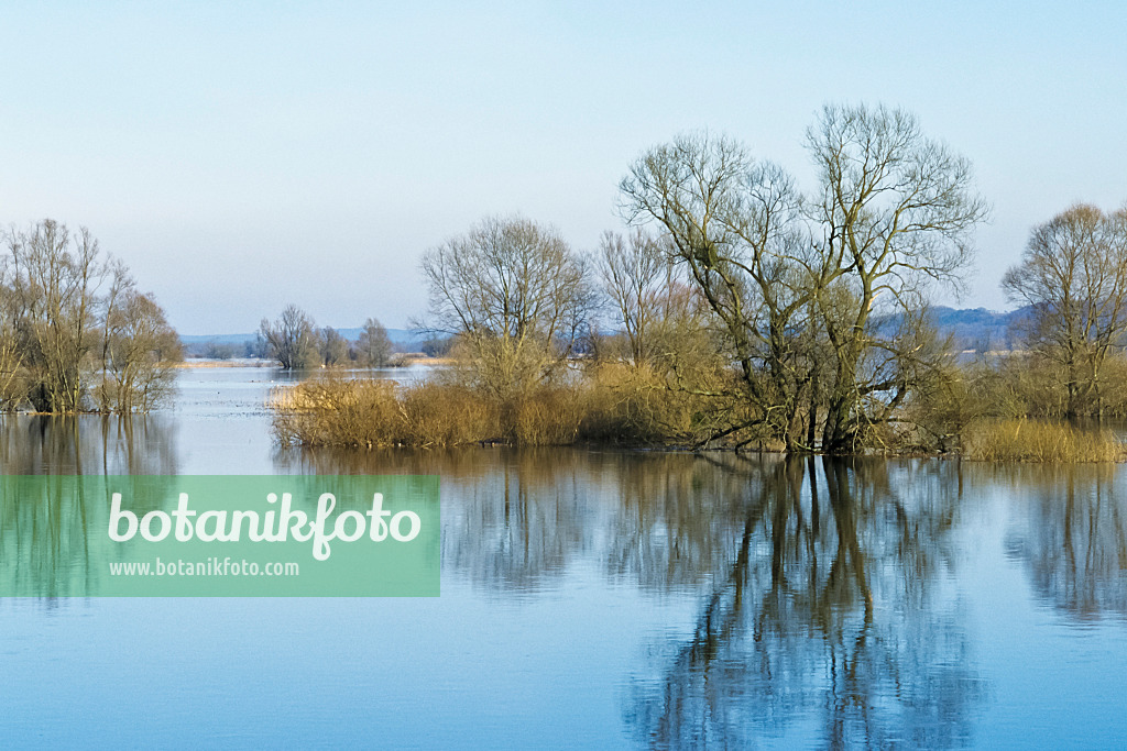 387029 - Flooded polder meadows, Lower Oder Valley National Park, Germany