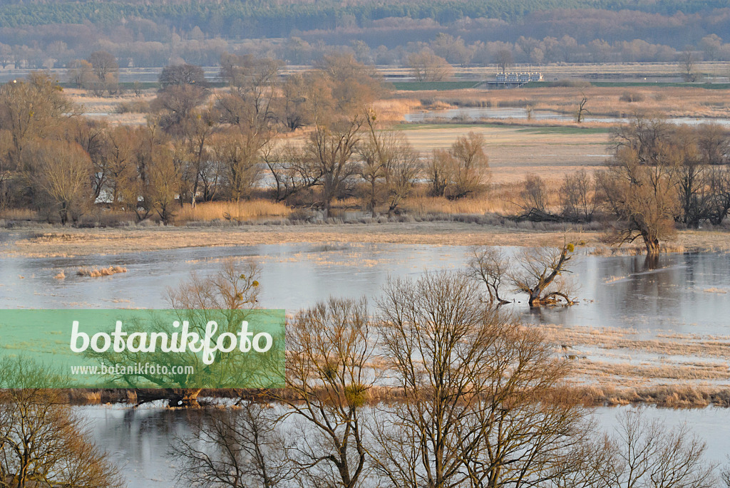527040 - Flooded polder meadows, Lower Oder Valley National Park, Germany