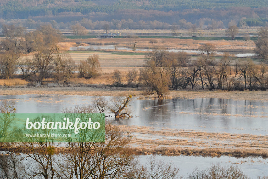 527041 - Flooded polder meadows, Lower Oder Valley National Park, Germany
