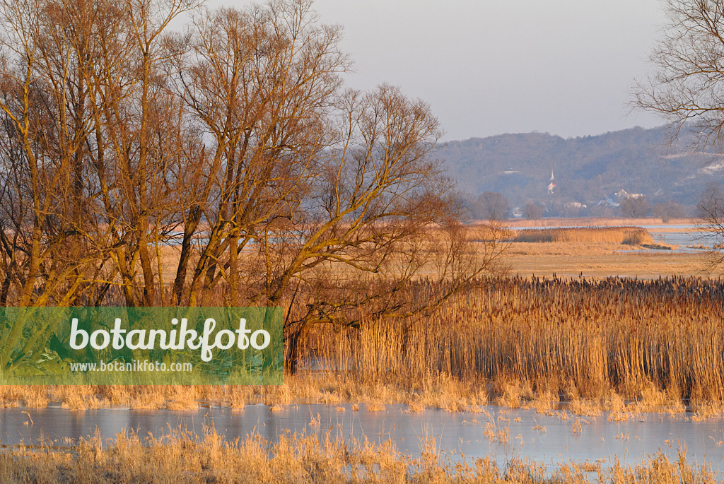 529011 - Flooded polder meadows, Lower Oder Valley National Park, Germany