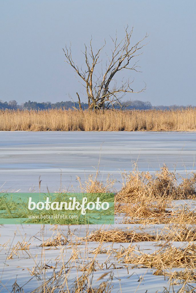 529013 - Flooded polder meadows, Lower Oder Valley National Park, Germany