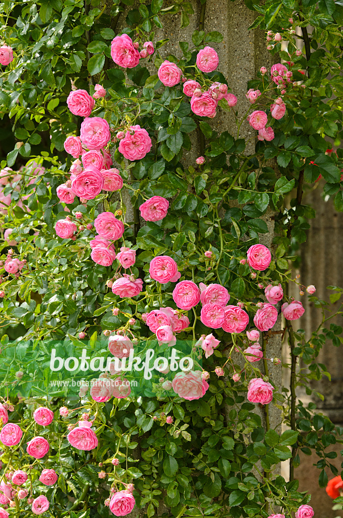 521391 - Floribunda rose (Rosa Jean Girin)
