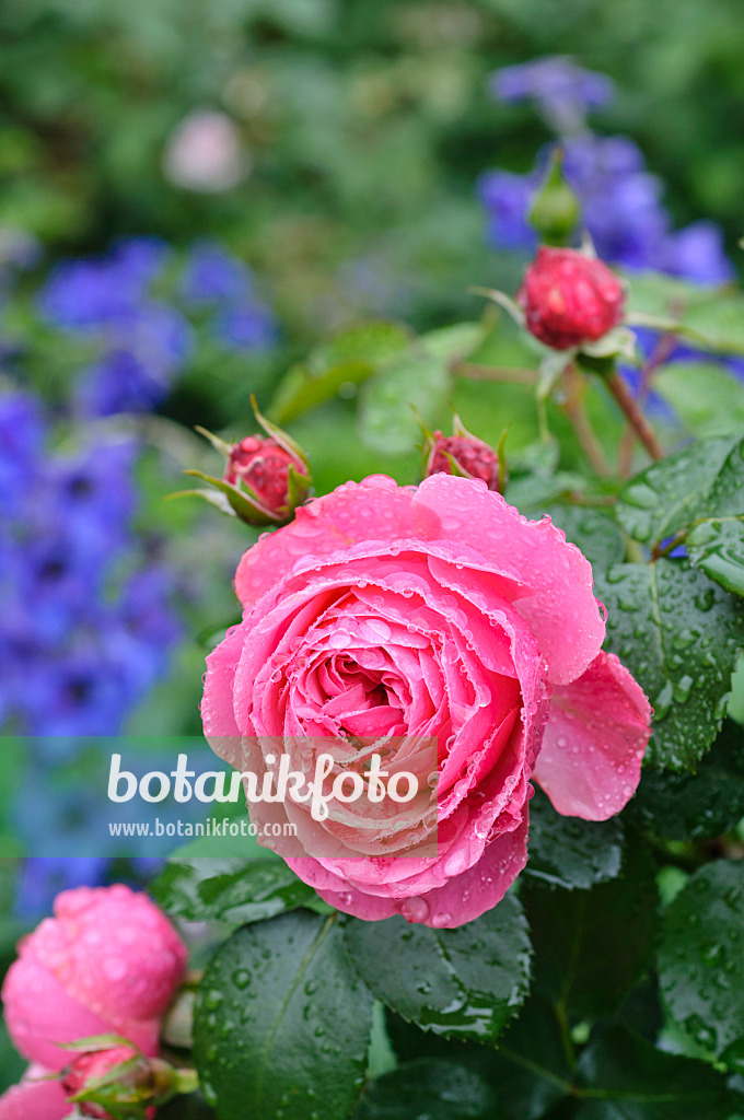 473138 - Floribunda rose (Rosa Leonardo da Vinci)