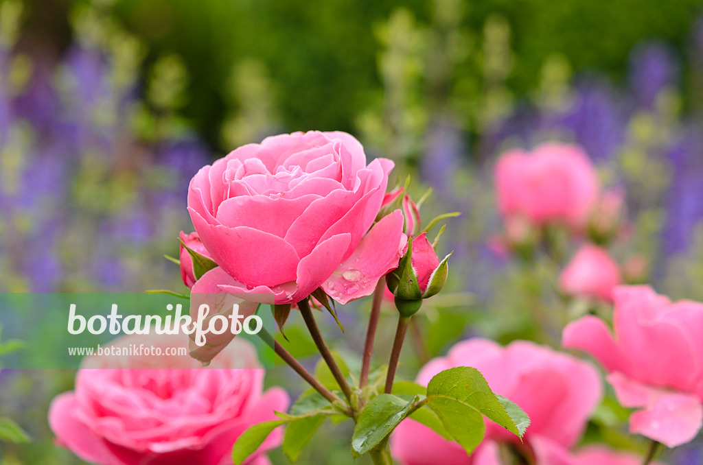 521254 - Floribunda rose (Rosa Leonardo da Vinci)