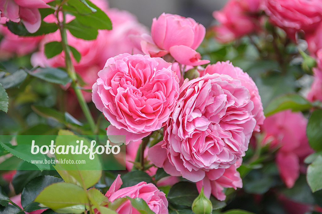 558241 - Floribunda rose (Rosa Leonardo da Vinci)