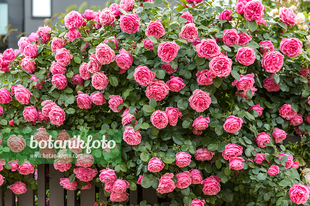 664401 - Floribunda rose (Rosa Leonardo da Vinci)