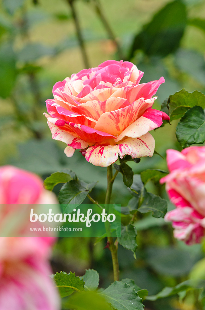 521244 - Floribunda-Rose (Rosa Méli-Mélo)