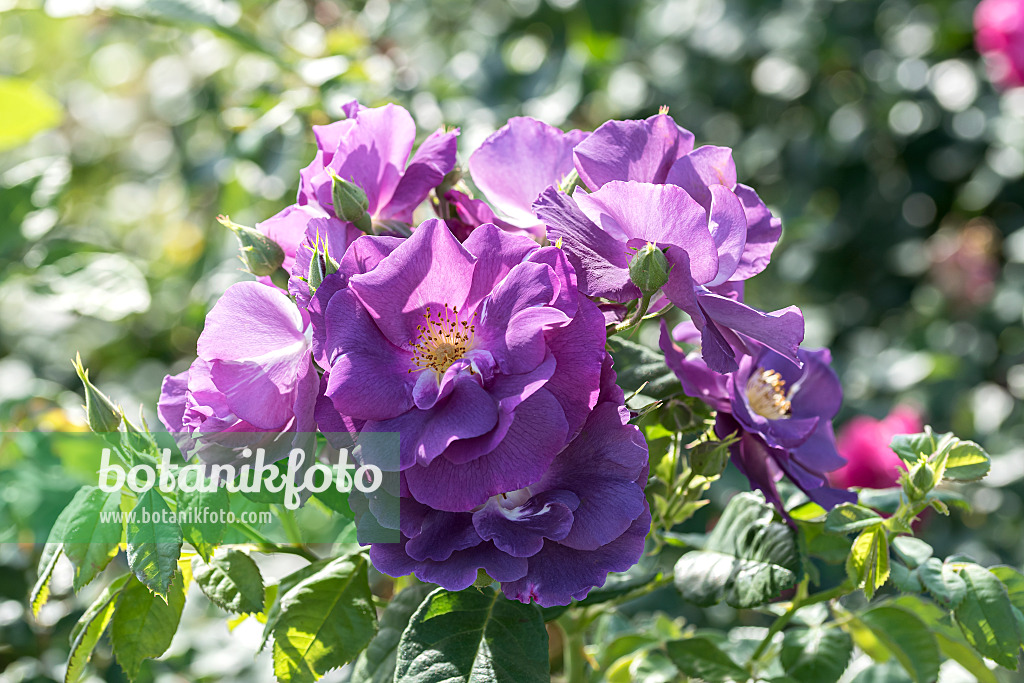 638319 - Floribunda rose (Rosa Rhapsody in Blue)
