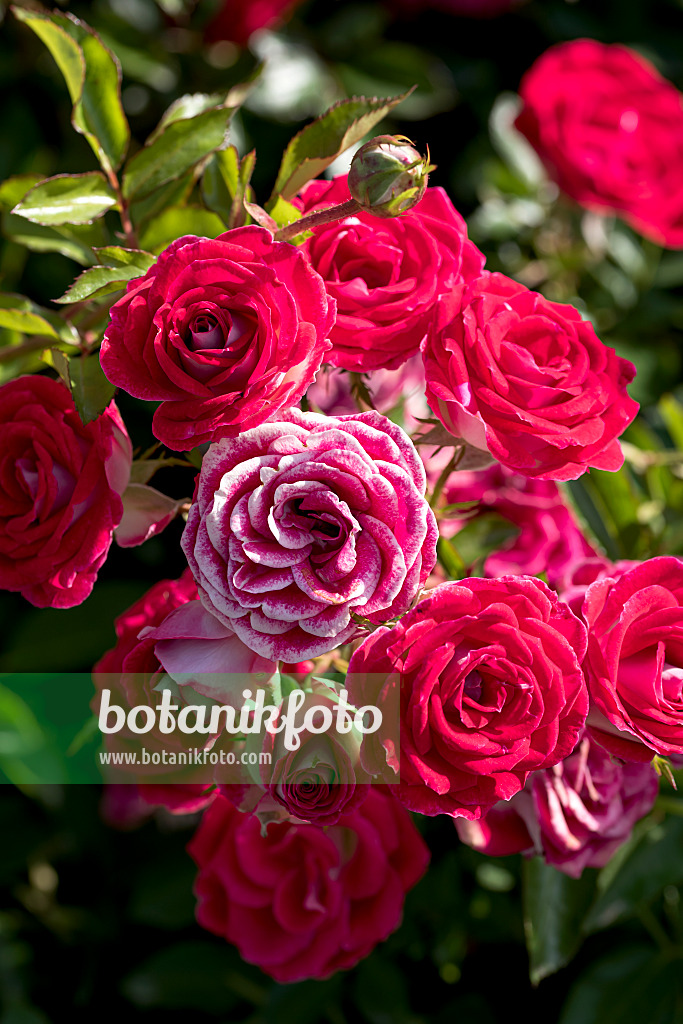 638320 - Floribunda rose (Rosa Schöne Koblenzerin)