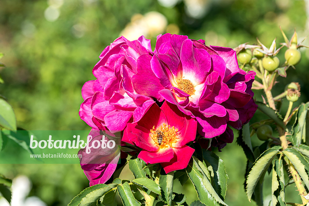 638321 - Floribunda rose (Rosa Weg der Sinne)