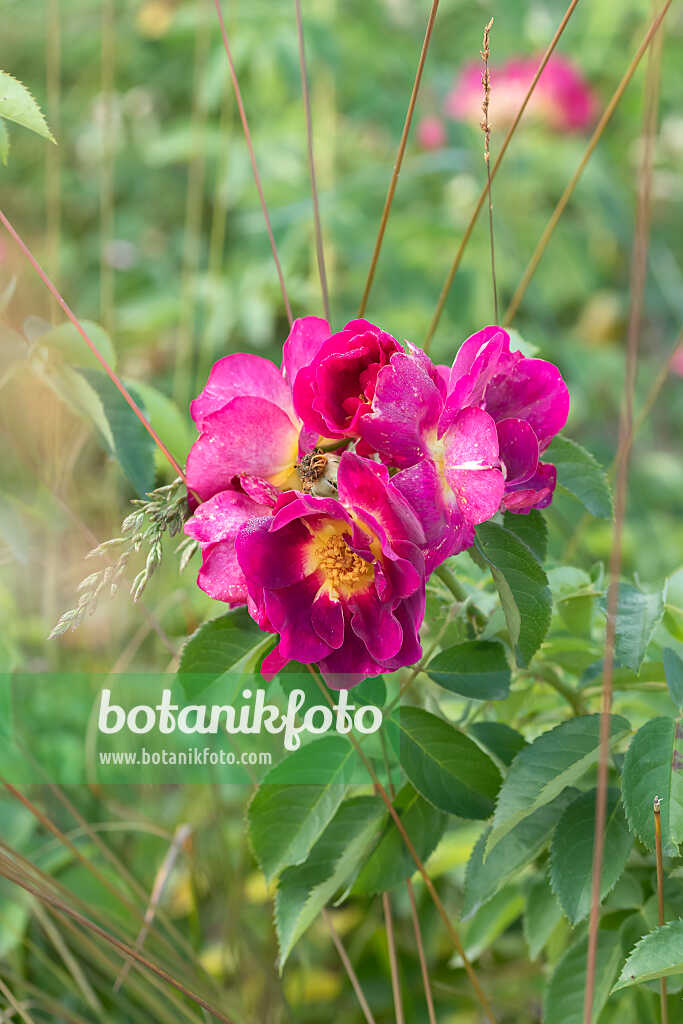 675352 - Floribunda-Rose (Rosa Weg der Sinne)