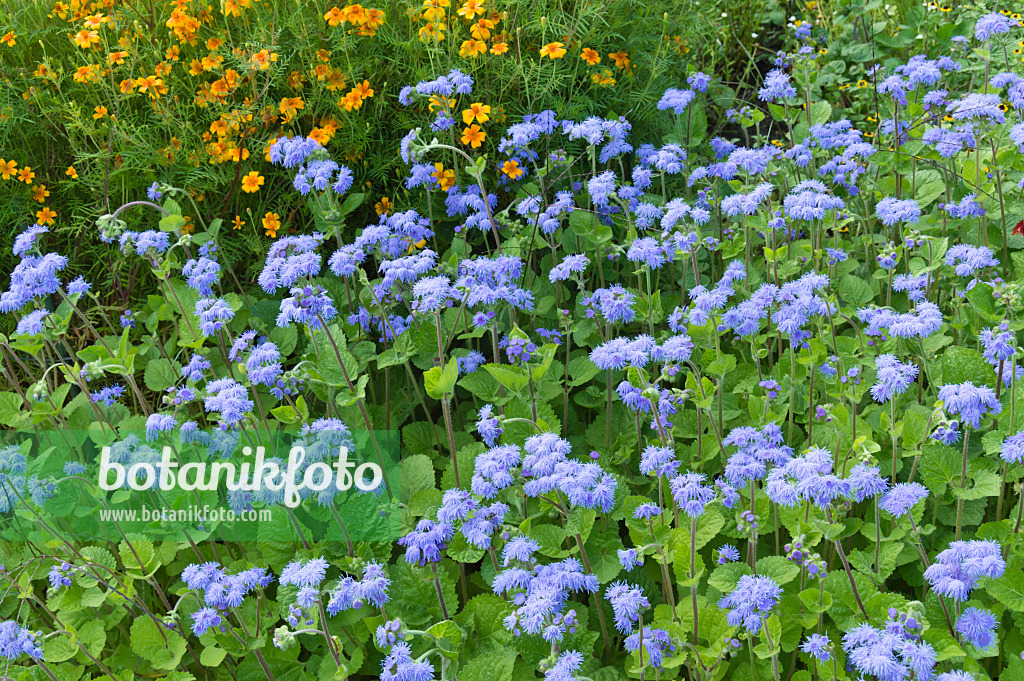 510170 - Floss flower (Ageratum houstonianum)