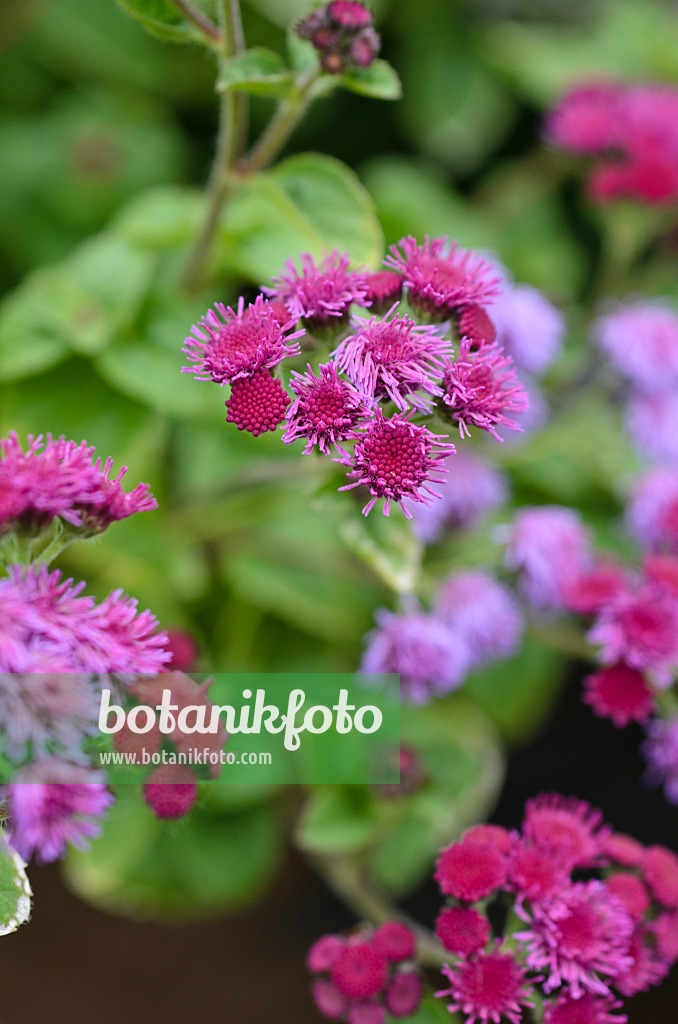 497026 - Floss flower (Ageratum houstonianum 'Artist Basso Purple')
