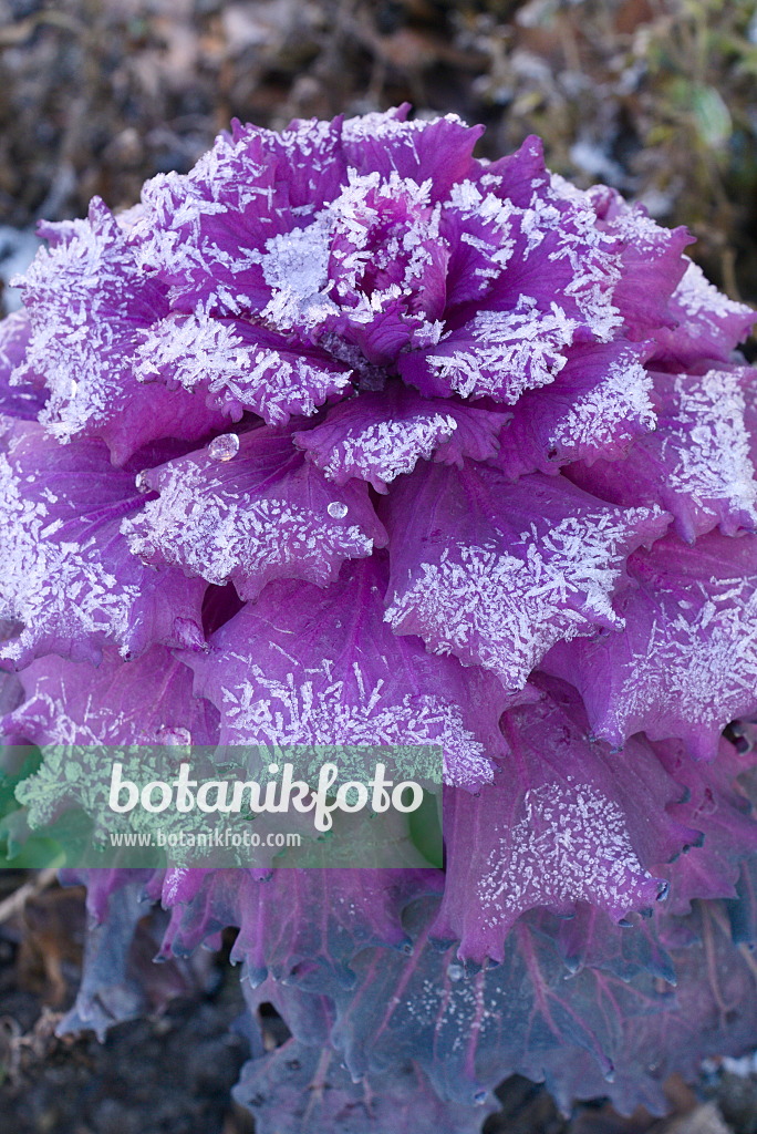 672019 - Flowering cabbage (Brassica oleracea) with hoar frost