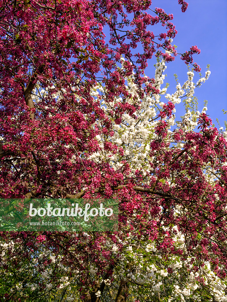 459076 - Flowering fruit trees