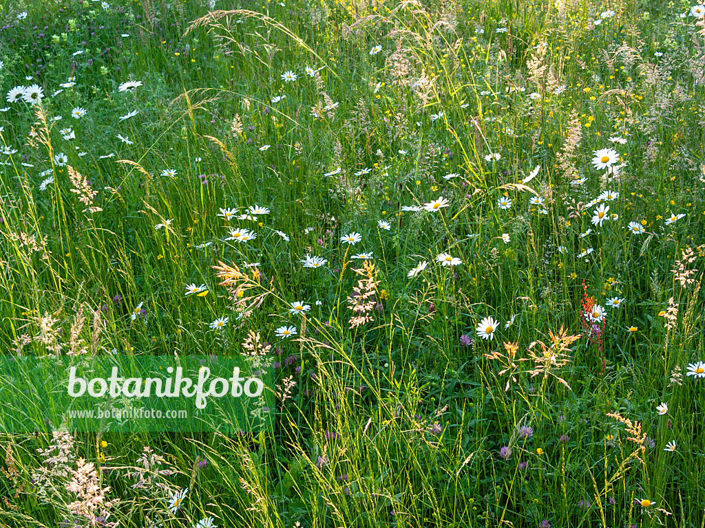 414010 - Flowering meadow