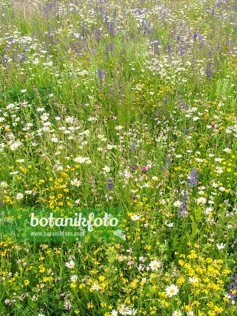 426048 - Flowering meadow