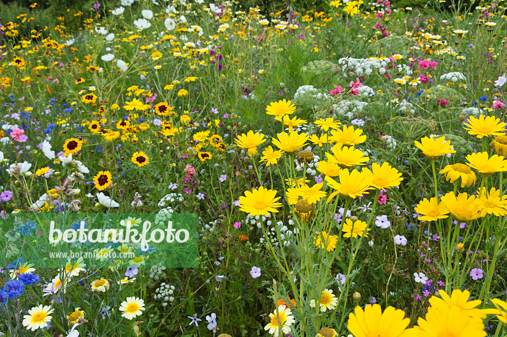 511217 - Flowering meadow