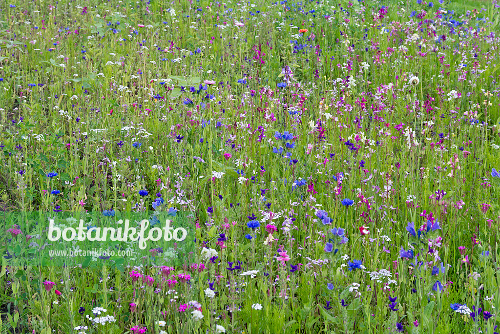 573013 - Flowering meadow