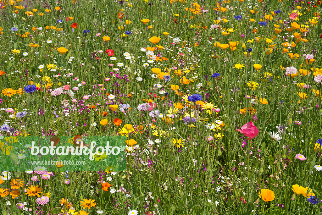 608093 - Flowering meadow