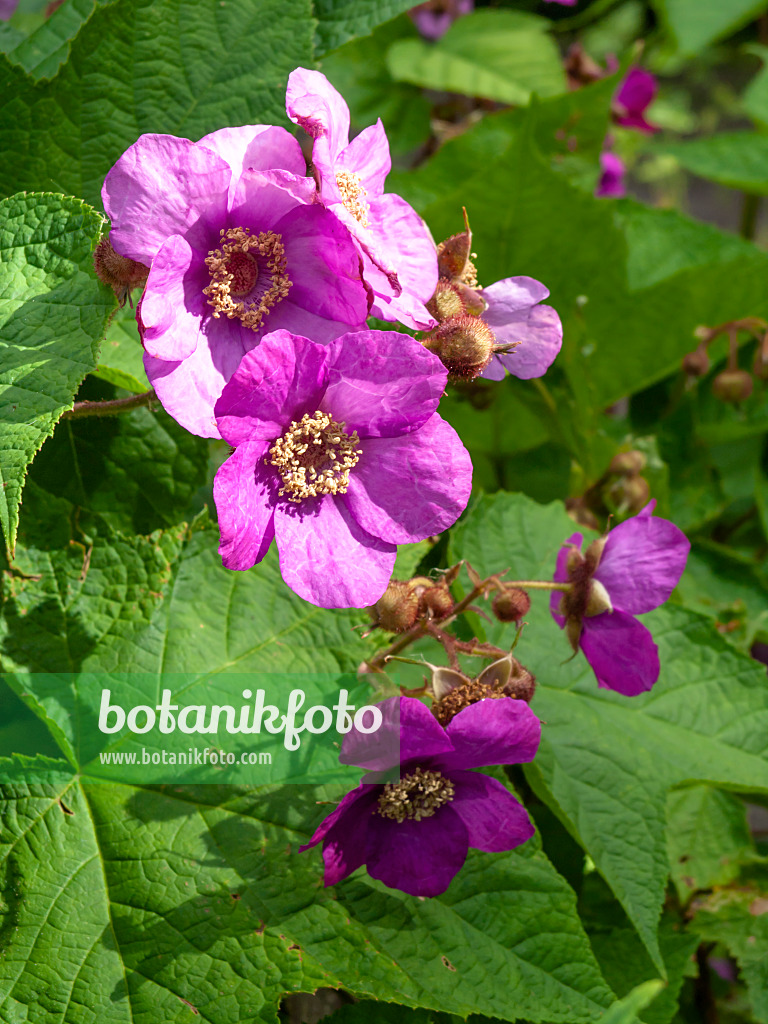 426187 - Flowering raspberry (Rubus odoratus)