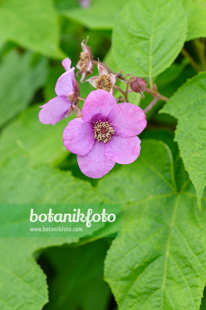 473231 - Flowering raspberry (Rubus odoratus)