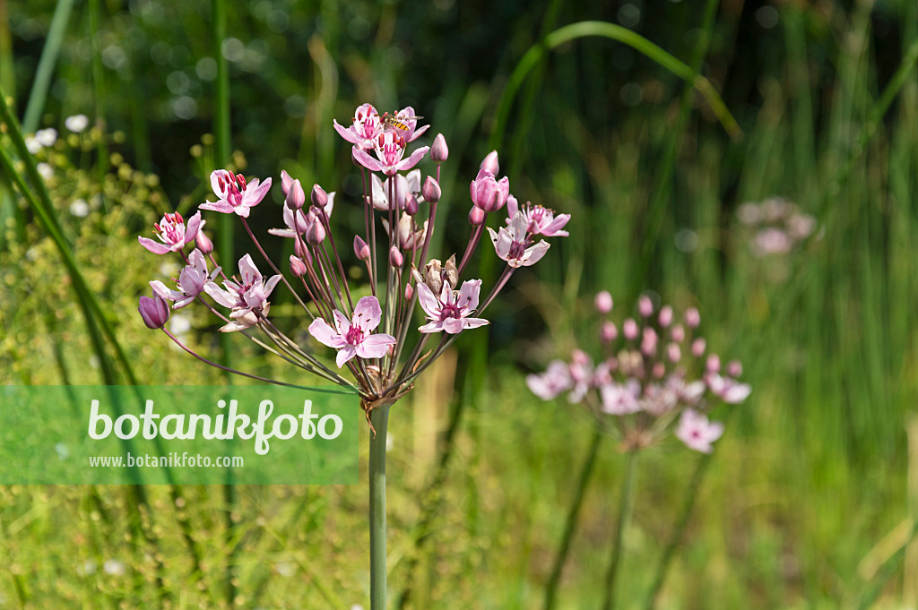 511074 - Flowering rush (Butomus umbellatus)