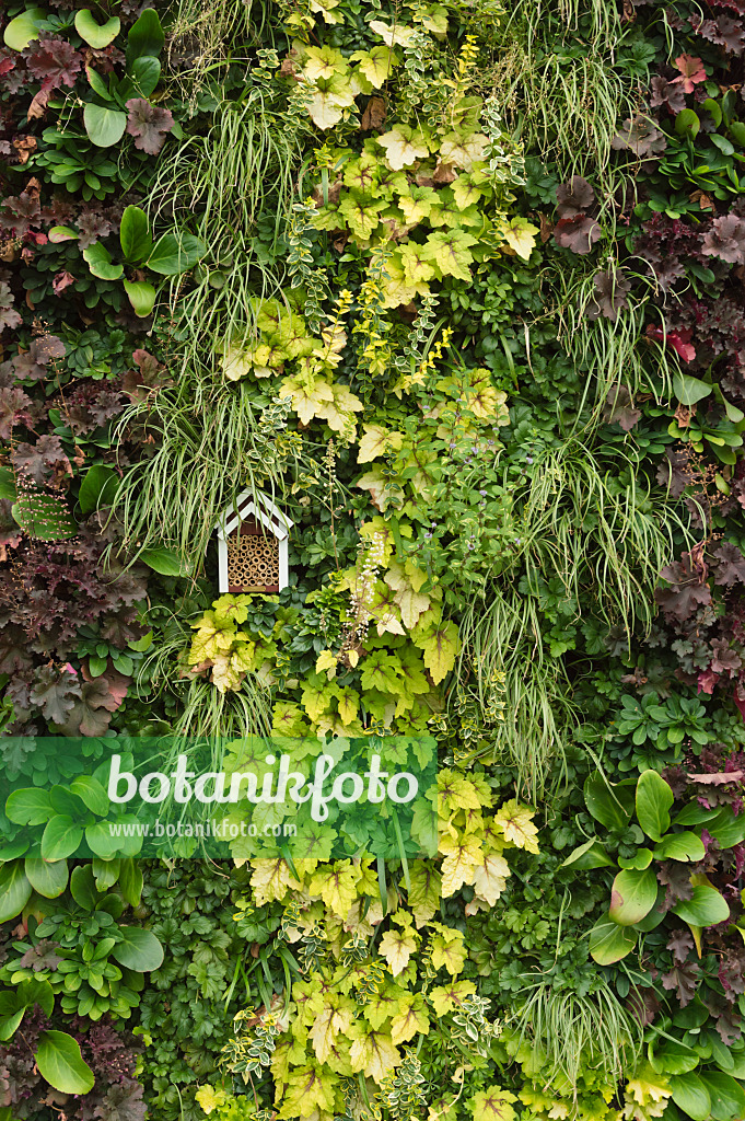 511229 - Foliage plants in a vertical garden