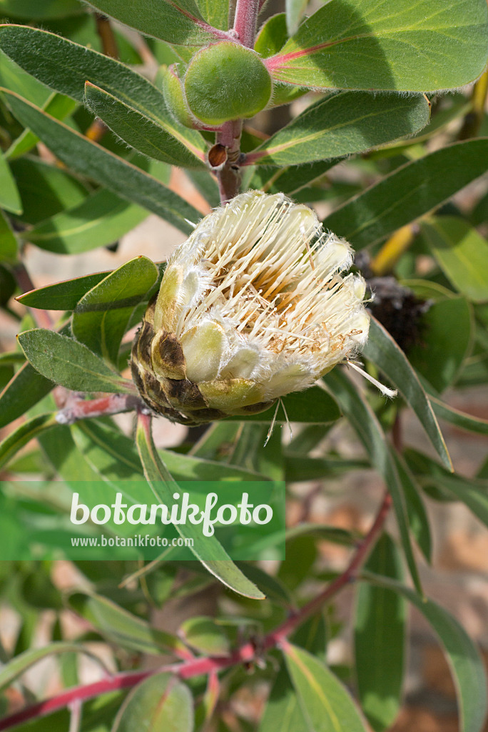 548136 - Forest sugarbush (Protea mundii)