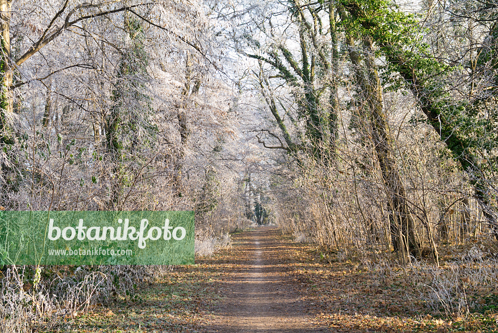 565027 - Forest trail in winter at hoarfrost with high ivied trees in the sunlight
