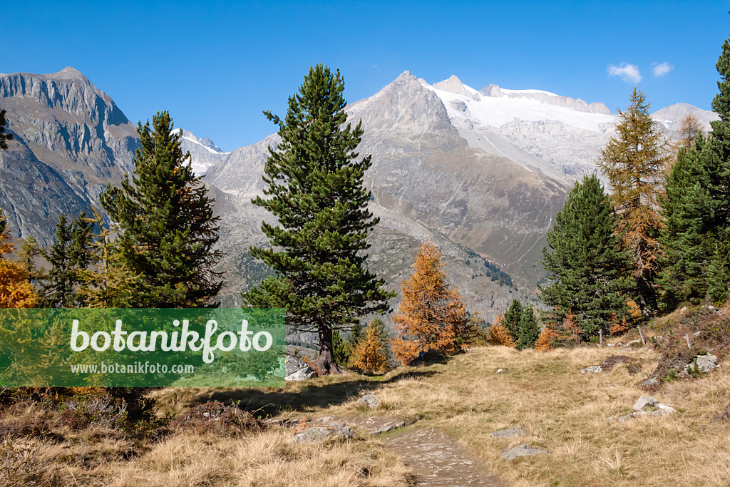453078 - Forêt d'Aletsch, Suisse