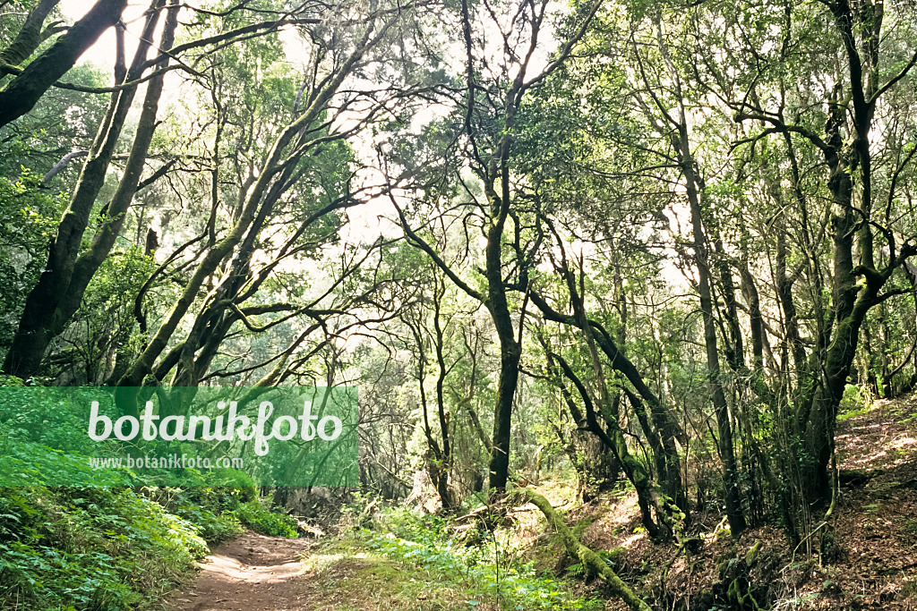 363020 - Forêt de lauriers, parc national de Garajonay, La Goméra, Espagne