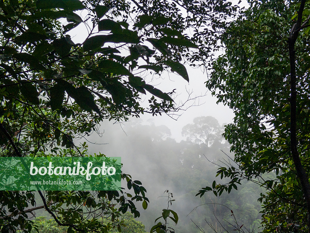 411029 - Forêt tropicale, réserve naturelle de Bukit Timah, Singapour