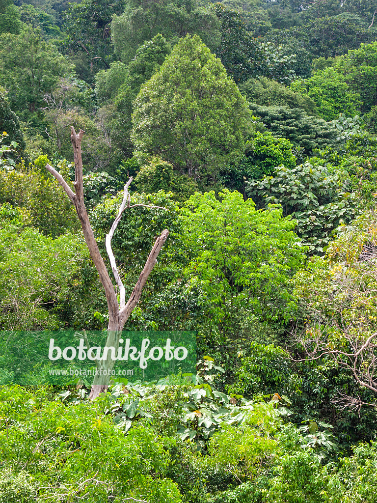 411263 - Forêt tropicale, réserve naturelle de Central Catchment, Singapour