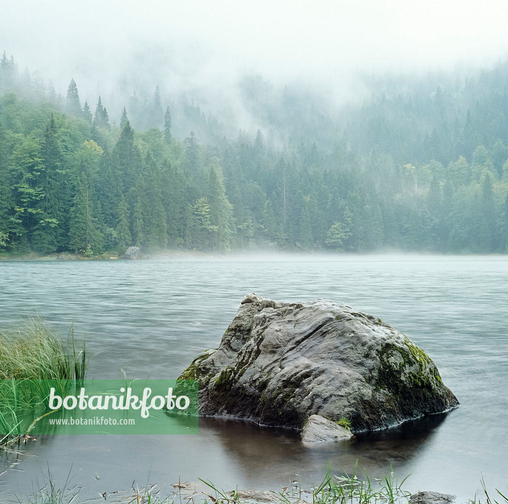 249005 - Forêt vierge au lac Rachel, parc national de la forêt Bavaroise, Allemagne