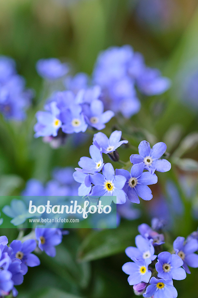 471125 - Forget-me-nots (Myosotis)