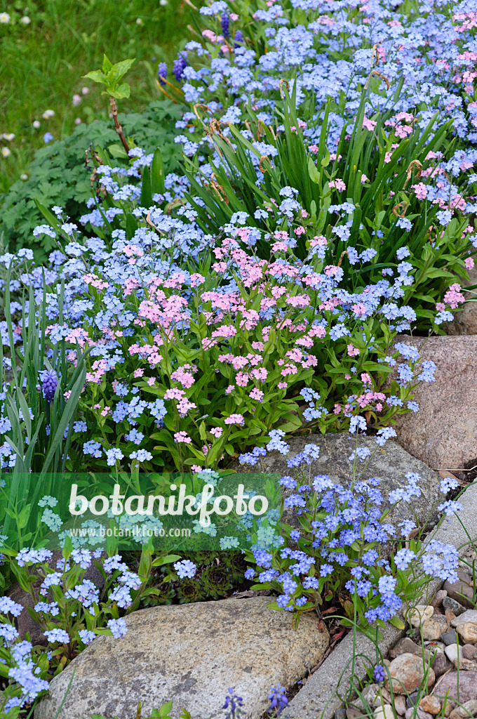 484041 - Forget-me-nots (Myosotis)