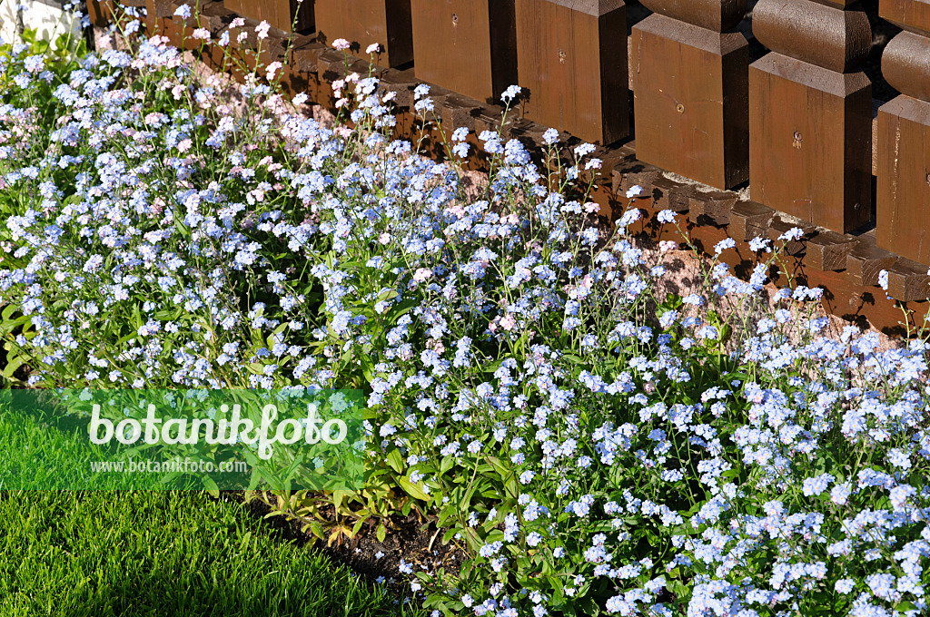 484142 - Forget-me-nots (Myosotis)