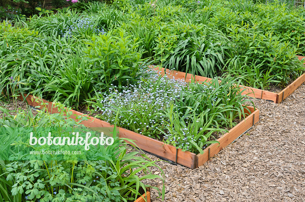 544110 - Forget-me-nots (Myosotis) and day lilies (Hemerocallis) in propagation beds