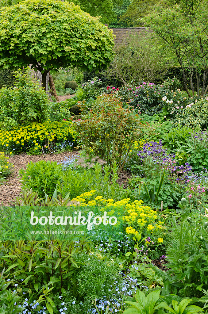 544118 - Forget-me-nots (Myosotis), cushion spurge (Euphorbia polychroma syn. Euphorbia epithymoides) and columbines (Aquilegia) in a vernal perennial garden